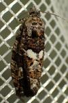 Zeiraphera isertana