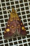 Pyrausta aurata