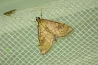 Anania verbascalis