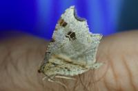 Macaria alternata