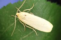 Wittia sororcula