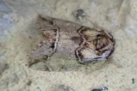 Drymonia velitaris
