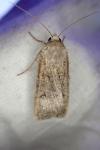 Agrotis