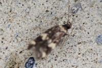 Oegoconia novimundi