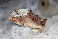 Ptilodon cucullina