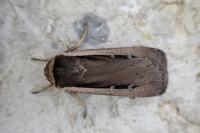 Ochropleura leucogaster