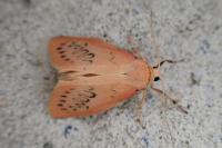 Miltochrista miniata