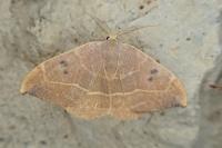 Watsonalla binaria