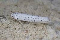 Yponomeuta evonymella