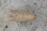 Ematheudes punctella