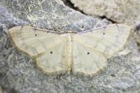 Idaea politaria