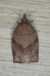 Pandemis dumetana