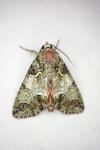 Polyphaenis sericata