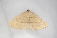 Paracolax tristalis