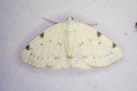 Lomographa bimaculata
