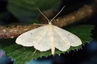 Idaea biselata