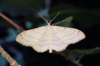 Idaea aversata