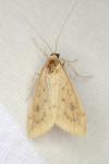 Udea ferrugalis