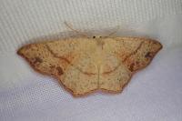 Cyclophora punctaria