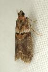 Acrobasis repandana