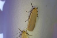 Katha depressa