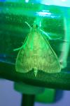 Patania ruralis