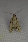 Symmoca signatella