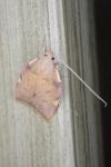 Carcina quercana