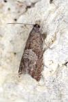 Dichrorampha acuminatana
