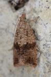 Celypha striana