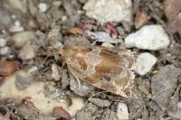 Archips crataegana