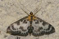 Anania hortulata