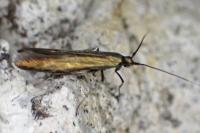 Coleophora alcyonipennella