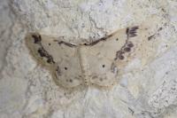 Idaea trigeminata