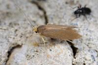 Crassa unitella