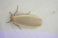 Katha depressa
