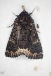 Catephia alchymista