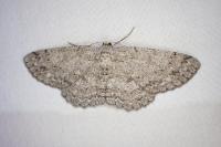 Ectropis crepuscularia