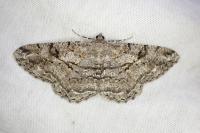 Peribatodes secundaria