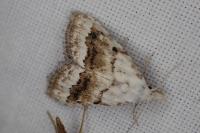 Nola aerugula