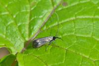 Adela reaumurella