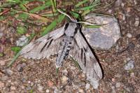 Hyloicus pinastri