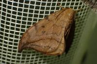 Drepana curvatula