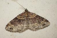 Xanthorhoe ferrugata