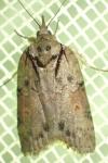 Nycteola revayana
