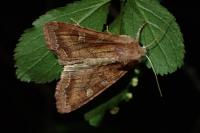 Lacanobia splendens