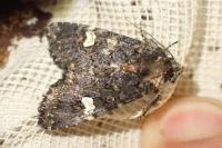 Melanchra persicariae