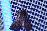 Violaphotia molothina