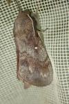 Dendrolimus pini