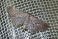 Idaea infirmaria